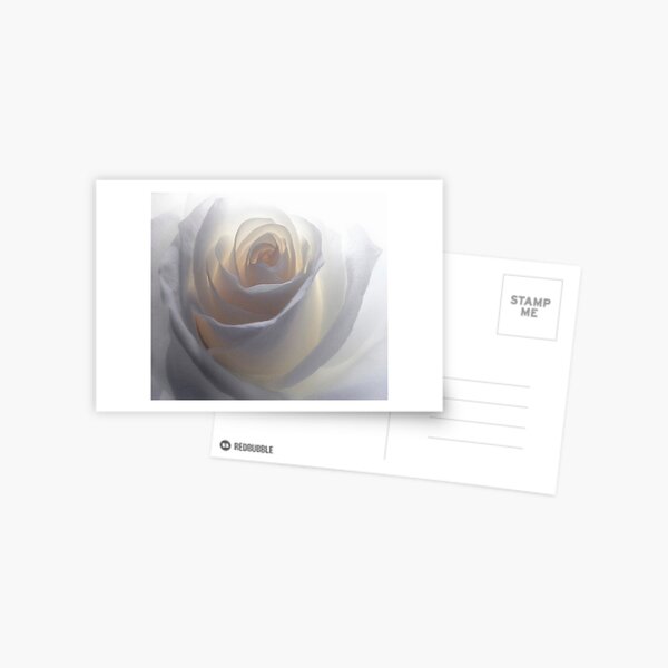 Soft White Postcard