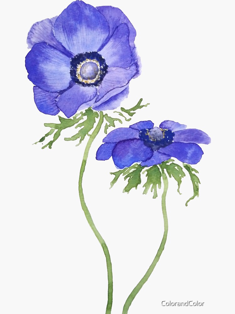 "blue purple anemone flowers watercolor" Sticker by