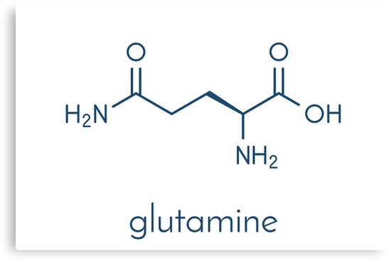 "Glutamine (l-glutamine, Gln, Q) amino acid molecule. Skeletal formula." Canvas Print by ...