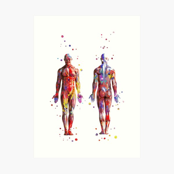Muscular System, watercolor anatomy art, human muscles, medical art, man body Art Print