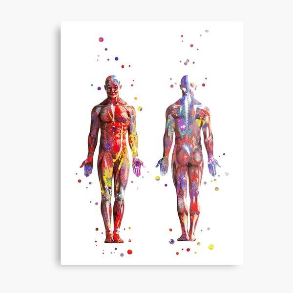 Muscular System, watercolor anatomy art, human muscles, medical art, man body Metal Print
