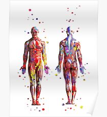 Muscular System, watercolor anatomy art, human muscles, medical art, man body Poster