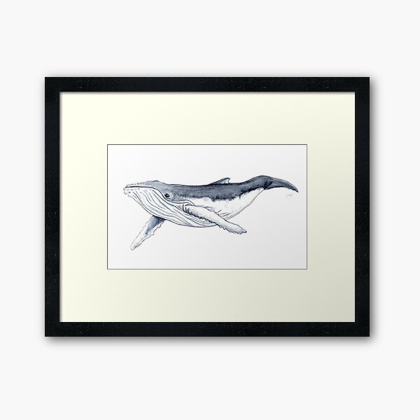 Humpback whale baby Framed Art Print