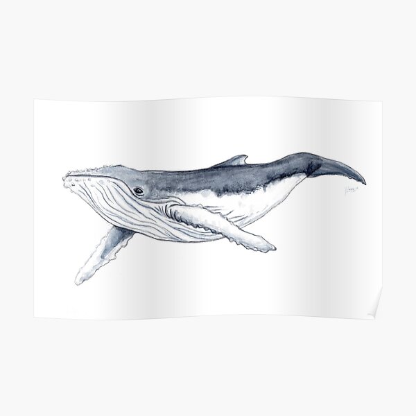 Humpback whale baby Poster