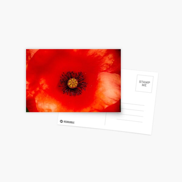 Poppy Heart Postcard