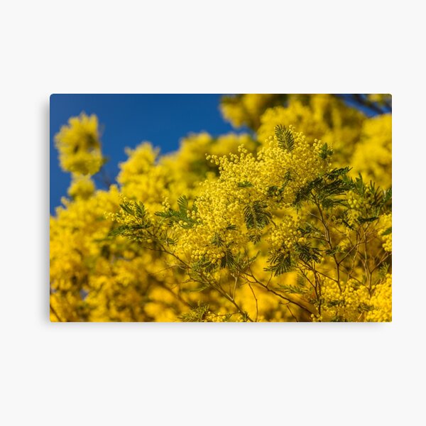 Yellow blooming of mimosa tree in spring Canvas Print