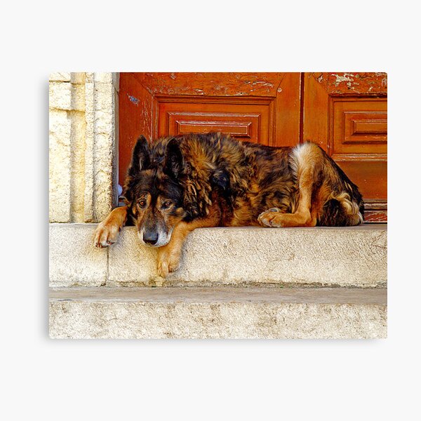 "Wolf-Dog of Arles" Canvas Print