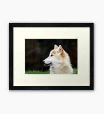 Timber Wolf Framed Print