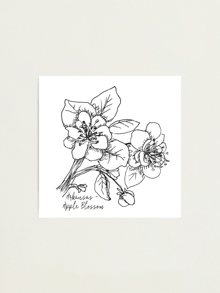 Apple Blossom Arkansas State Flower Illustration Photographic Print By Journeyhomemade Redbubble