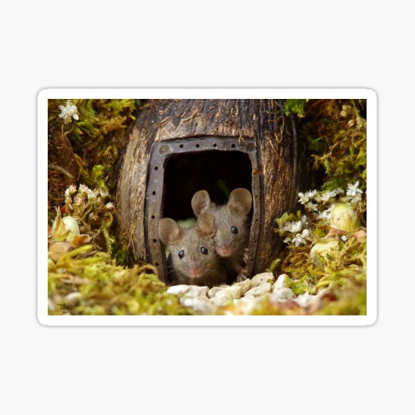 two wild mouse at the wood pile door Sticker