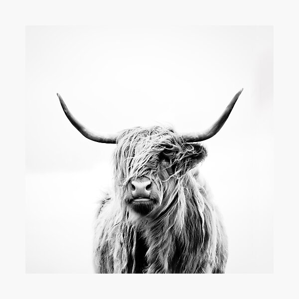 portrait of a highland cow Photographic Print