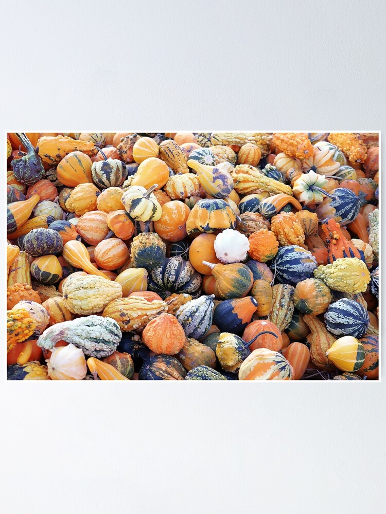Thumbnail 1 of 3, Poster, Colorful Gourds B designed and sold by Falln.