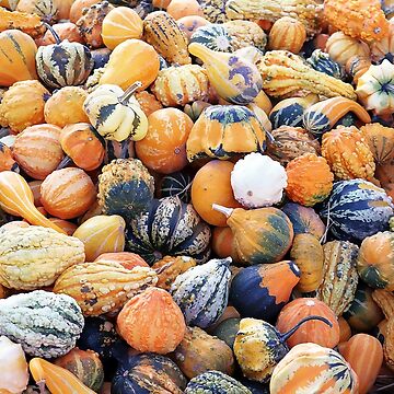 Artwork thumbnail, Colorful Gourds B by Falln