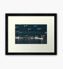American White Pelicans in Baton Rouge, Louisiana Framed Print
