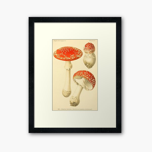 Item preview, Amanita muscaria - Dufour, L designed and sold by immortalpeaches.