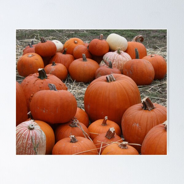 Item preview, Pumpkin designed and sold by MGBaxter.