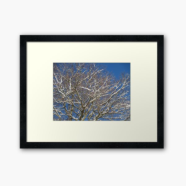 Snowy Branches Framed Art Print