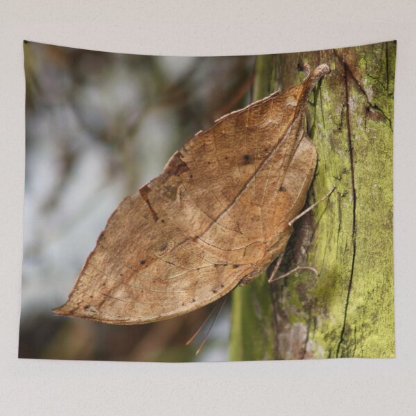 Item preview, Kallima inachus - Indian Leaf Butterfly designed and sold by AnnDixon.