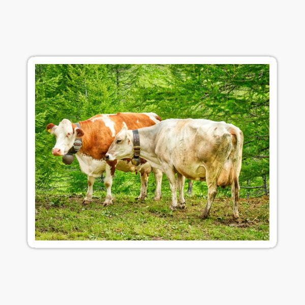Pair of cows on the alps Sticker