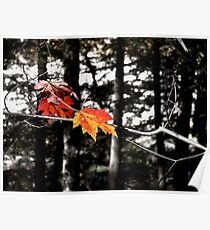 Lincoln Woods Leaves Poster