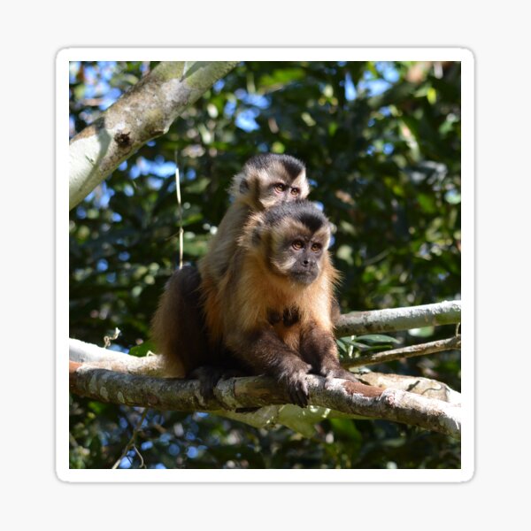 Item preview, Monkey with young one designed and sold by Schoensl.