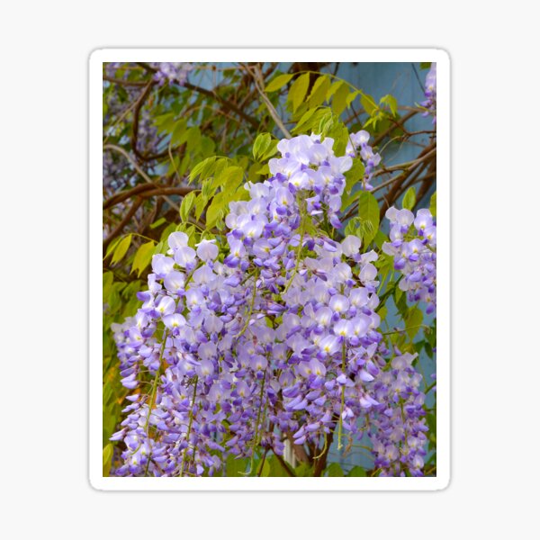 Item preview, Wisteria  designed and sold by Schoensl.