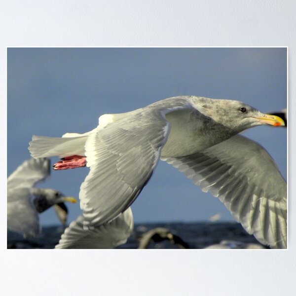 Item preview, In Flight #2 designed and sold by lanebrain photography.