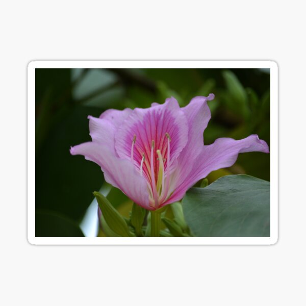 Item preview, flower pink designed and sold by Schoensl.