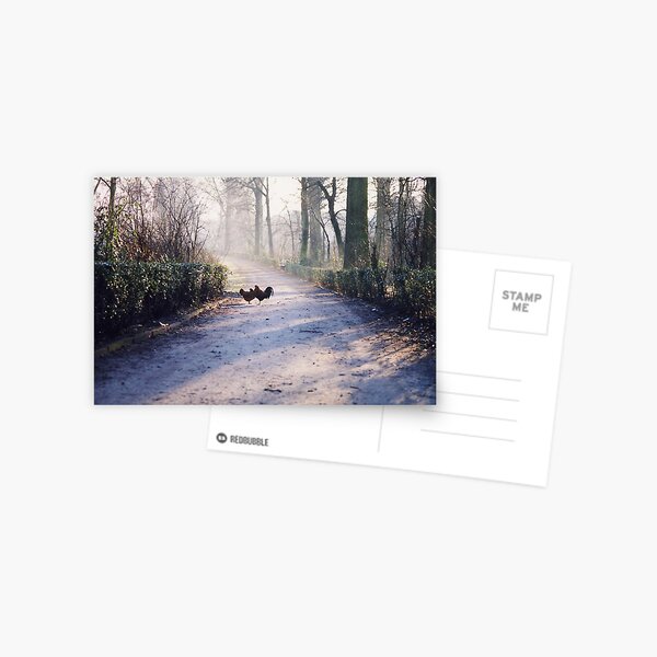 Roosters Postcard