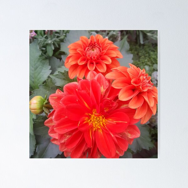 Item preview, Red Dahlias designed and sold by Cynthia  Soucy.