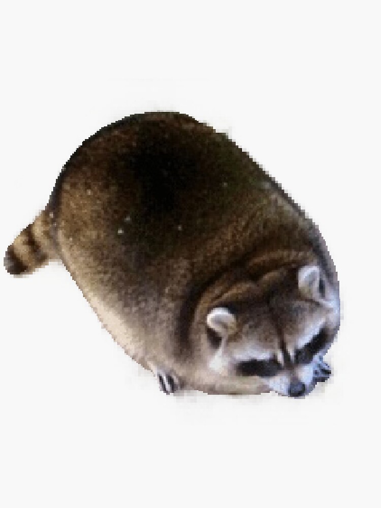 fat raccoon stuffed animal