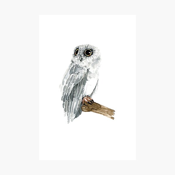Watercolor Grey Owl Photographic Print