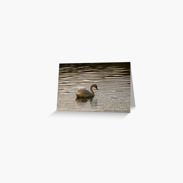 Solitary Swan Greeting Card