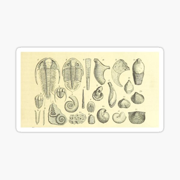 Item preview, fossils designed and sold by scrambledtofu.