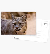Portrait of a Bobcat Postcards