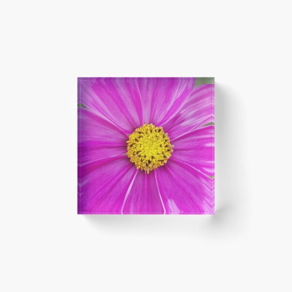 Item preview, Winter Cosmos Flower in Pink 6 designed and sold by ellenhenry.