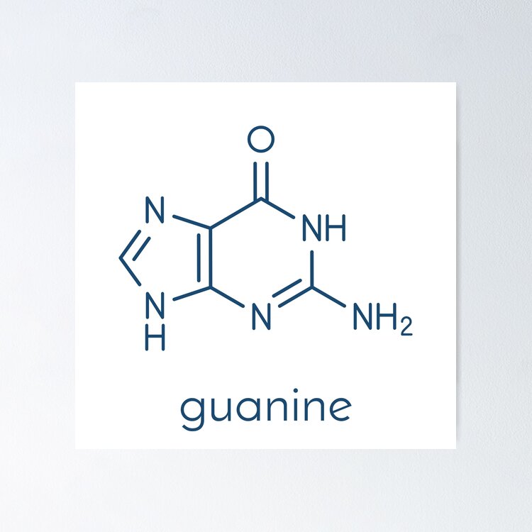 structure moléculaire de la guanine