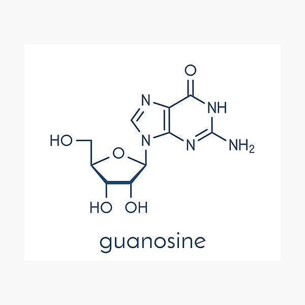 Guanosine purine nucleoside molecule Photographic Print