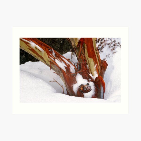 Snowgum bark trunk in snow Art Print
