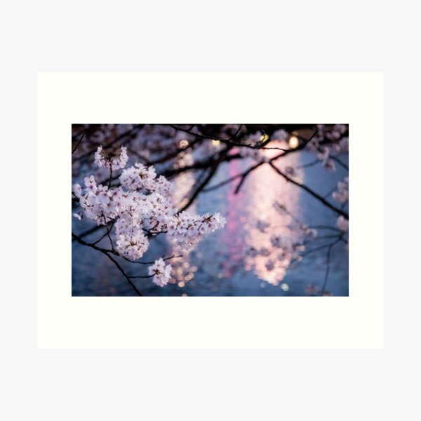 Japanese Sakura at Night Art Print