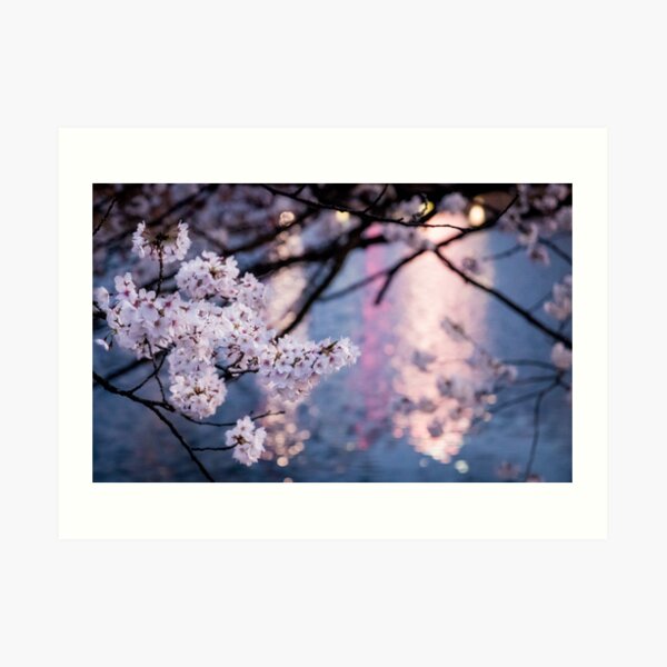 Japanese Sakura at Night Art Print