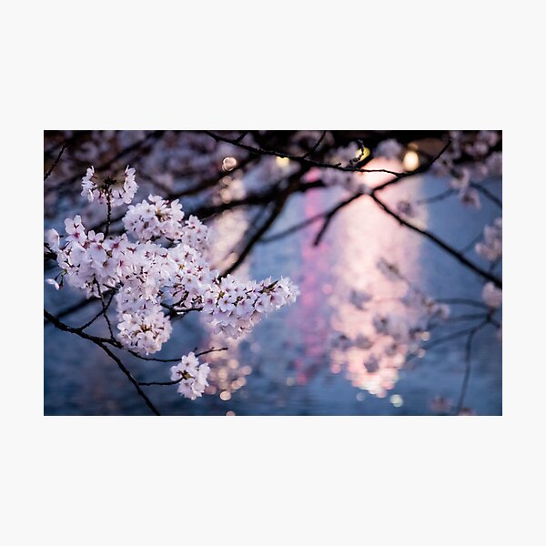 GIF Sakura, Cherry Blossoms in the Night by Degonia on DeviantArt