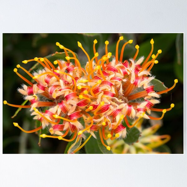 Item preview, Protea macro designed and sold by polyhymnia14.