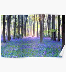 Bluebell Spring - An English Bluebell Wood in Spring Poster