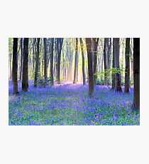 Bluebell Spring - An English Bluebell Wood in Spring Photographic Print