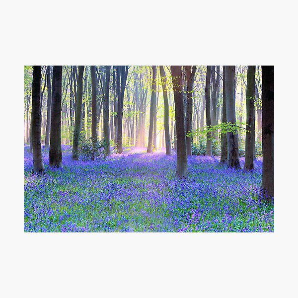 Bluebell Spring - An English Bluebell Wood in Spring Photographic Print