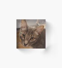 Ozzy le chaton Bloc acrylique