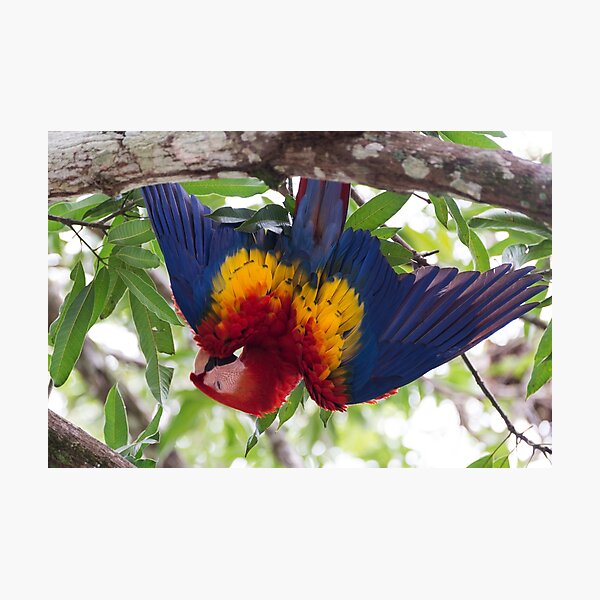 Upside-down Macaw Photographic Print