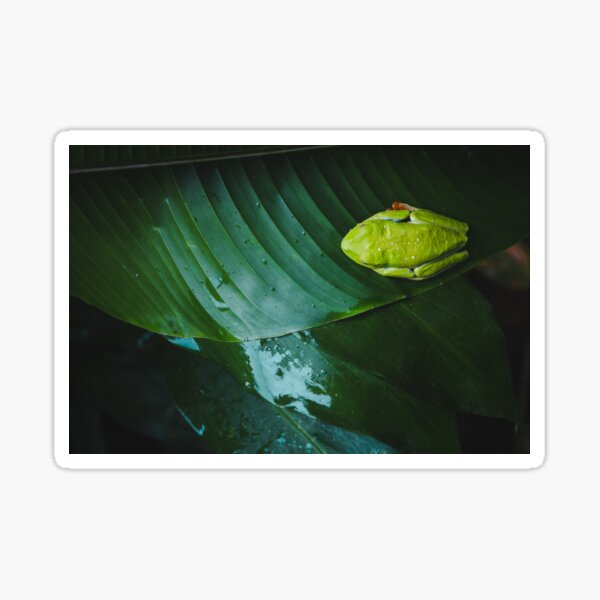 Item preview, Cute small tropical jungle frog sleeping on a green leaf in Costa Rica designed and sold by L Sq.