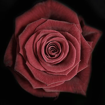 Artwork thumbnail, Rose by Rory Trappe
